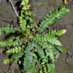 Blechnum rupestre (Small Rasp Fern) at Morton National Park - 19 Oct 2022 by plants