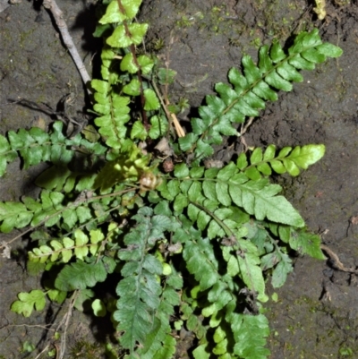 Blechnum rupestre (Small Rasp Fern) at Morton National Park - 19 Oct 2022 by plants