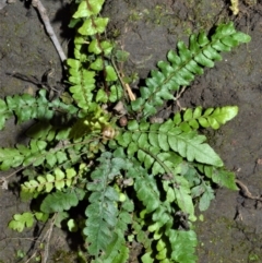 Blechnum rupestre (Small Rasp Fern) at Buangla, NSW - 19 Oct 2022 by plants