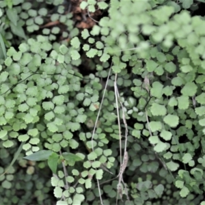 Adiantum aethiopicum at Buangla, NSW - 19 Oct 2022