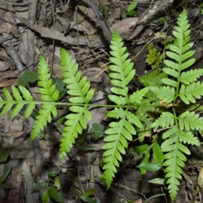 Pteris tremula (Tender Brake) at Morton National Park - 19 Oct 2022 by plants