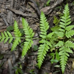 Pteris tremula (Tender Brake) at Buangla, NSW - 19 Oct 2022 by plants