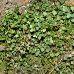 Asplenium flabellifolium (Necklace Fern) at Morton National Park - 19 Oct 2022 by plants