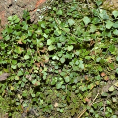 Asplenium flabellifolium (Necklace Fern) at Buangla, NSW - 19 Oct 2022 by plants