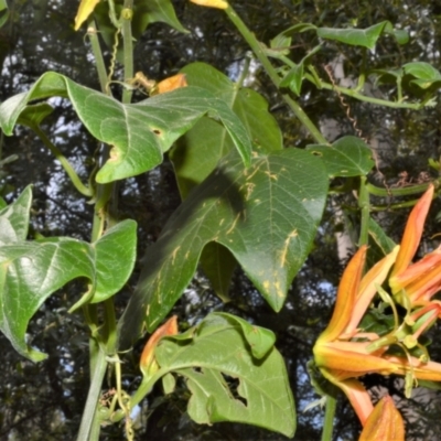 Passiflora herbertiana subsp. herbertiana (Native Passionfruit) at Morton National Park - 19 Oct 2022 by plants