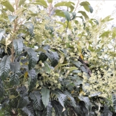 Astrotricha latifolia (Broad-leaf Star Hair) at Buangla, NSW - 19 Oct 2022 by plants