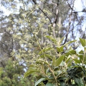 Astrotricha latifolia at Buangla, NSW - 19 Oct 2022