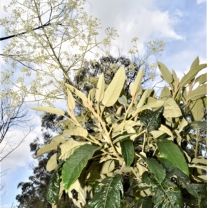 Astrotricha latifolia at Buangla, NSW - 19 Oct 2022