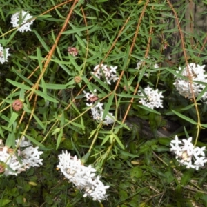 Pimelea linifolia at Buangla, NSW - 19 Oct 2022