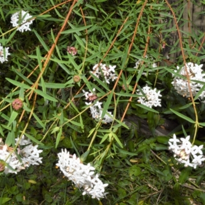 Pimelea linifolia (Slender Rice Flower) at Morton National Park - 19 Oct 2022 by plants