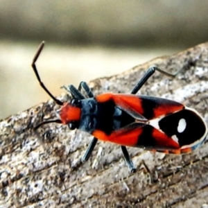 Melanerythrus mactans at Crooked Corner, NSW - 12 Sep 2017 05:09 PM