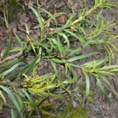 Podocarpus spinulosus (Spiny-leaf Podocarp) at Yalwal, NSW - 19 Oct 2022 by plants