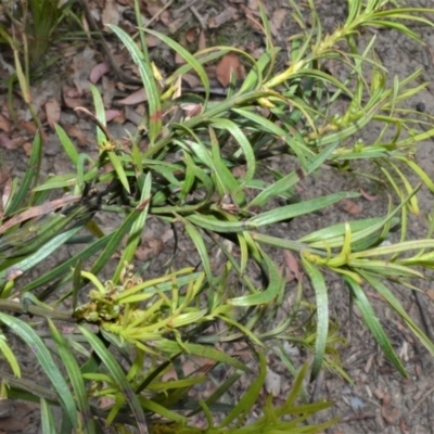 Podocarpus spinulosus (Spiny-leaf Podocarp) at Yalwal, NSW - 19 Oct 2022 by plants