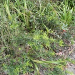 Podocarpus spinulosus at Yalwal, NSW - 19 Oct 2022