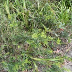 Podocarpus spinulosus at Yalwal, NSW - suppressed