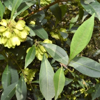 Dodonaea triquetra (Large-leaf Hop-Bush) at Yalwal, NSW - 19 Oct 2022 by plants