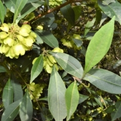 Dodonaea triquetra (Large-leaf Hop-Bush) at Yalwal, NSW - 19 Oct 2022 by plants