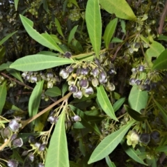 Dodonaea triquetra at Yalwal, NSW - 19 Oct 2022