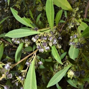 Dodonaea triquetra at Yalwal, NSW - 19 Oct 2022