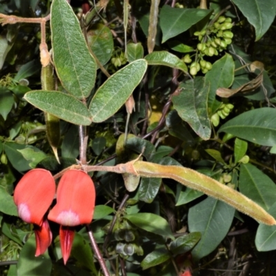 Kennedia rubicunda (Dusky Coral Pea) at Yalwal, NSW - 20 Oct 2022 by plants