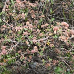 Commersonia hermanniifolia (Wrinkled Kerrawang) at Yerriyong, NSW - 20 Oct 2022 by plants