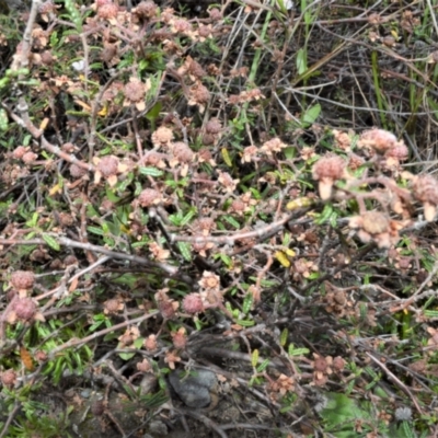 Commersonia hermanniifolia (Wrinkled Kerrawang) at Yerriyong, NSW - 19 Oct 2022 by plants