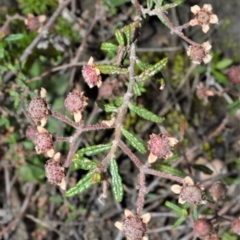 Commersonia hermanniifolia at Yerriyong, NSW - 20 Oct 2022