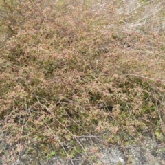 Commersonia hermanniifolia at Yerriyong, NSW - 20 Oct 2022