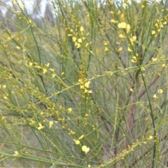 Viminaria juncea (Golden Spray) at Yerriyong, NSW - 19 Oct 2022 by plants