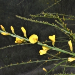 Viminaria juncea at Yerriyong, NSW - 20 Oct 2022