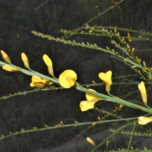 Viminaria juncea at Yerriyong, NSW - 20 Oct 2022 12:21 AM