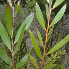 Acacia subtilinervis (Net-veined Wattle) at Yerriyong, NSW - 19 Oct 2022 by plants