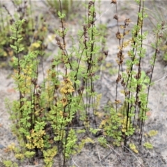 Cheilanthes sieberi subsp. sieberi (Narrow Rock Fern) at Yerriyong, NSW - 19 Oct 2022 by plants