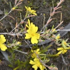 Hibbertia stricta subsp. furcatula (A Guinea Flower) at Yerriyong, NSW - 19 Oct 2022 by plants
