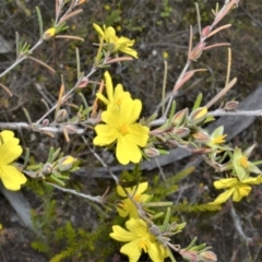 Hibbertia stricta subsp. furcatula (A Guinea Flower) at Yerriyong, NSW - 20 Oct 2022 by plants