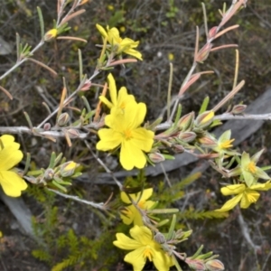 Hibbertia stricta subsp. furcatula at Yerriyong, NSW - 20 Oct 2022 12:18 AM