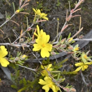 Hibbertia stricta subsp. furcatula at Yerriyong, NSW - 20 Oct 2022