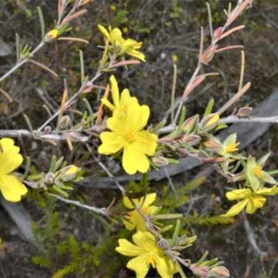 Hibbertia stricta subsp. furcatula (A Guinea Flower) at Yerriyong, NSW - 20 Oct 2022 by plants