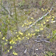 Hibbertia stricta subsp. furcatula at Yerriyong, NSW - 20 Oct 2022 12:18 AM