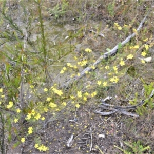 Hibbertia stricta subsp. furcatula at Yerriyong, NSW - 20 Oct 2022 12:18 AM