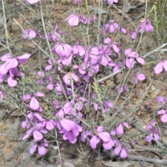 Tetratheca decora (A pink bells) at Barringella, NSW - 19 Oct 2022 by plants