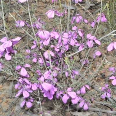 Tetratheca decora (A pink bells) at Barringella, NSW - 19 Oct 2022 by plants