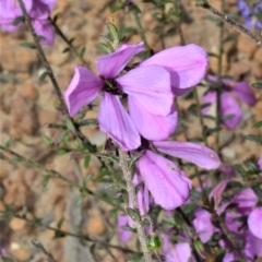 Tetratheca decora at Barringella, NSW - 20 Oct 2022