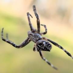 Backobourkia sp. (genus) (An orb weaver) at Goorooyarroo NR (ACT) - 19 Oct 2022 by BelindaWilson