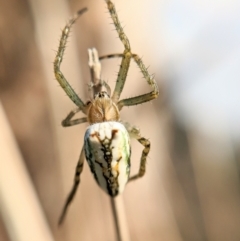 Plebs bradleyi (Enamelled spider) at Goorooyarroo NR (ACT) - 19 Oct 2022 by BelindaWilson