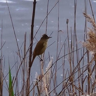 Acrocephalus australis (Australian Reed-Warbler) at Lake Tuggeranong - 19 Oct 2022 by NathanaelC