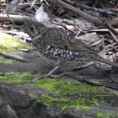 Zoothera lunulata (Bassian Thrush) at Acton, ACT - 19 Oct 2022 by JohnBundock