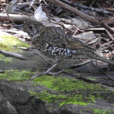 Zoothera lunulata (Bassian Thrush) at ANBG - 19 Oct 2022 by JohnBundock