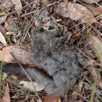 Petaurus notatus (Krefft’s Glider, Sugar Glider) at Broulee Moruya Nature Observation Area - 19 Oct 2022 by LisaH