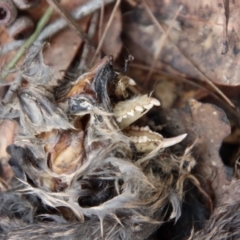 Petaurus notatus at Moruya, NSW - suppressed